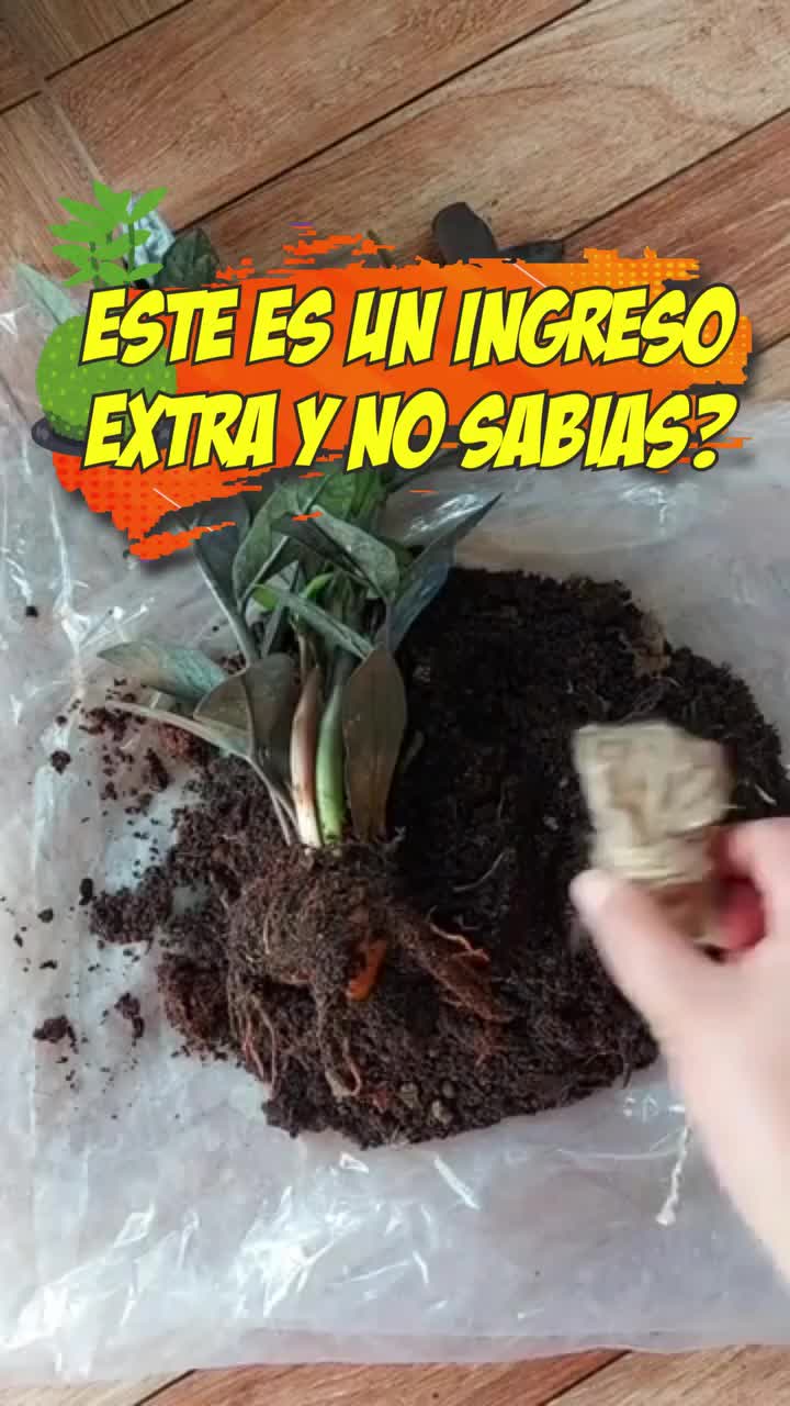 @Escuela de Kokedamas✅