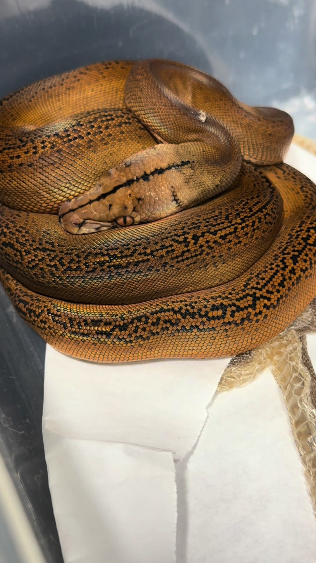 @Phylogeny Reptilia
