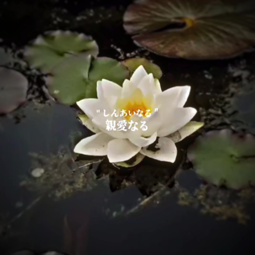 @両生類