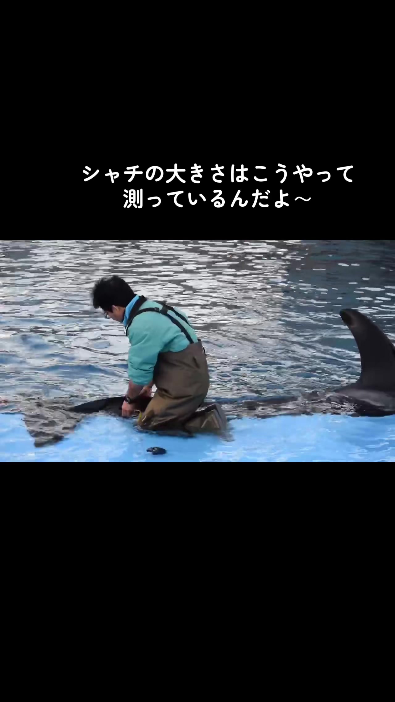 @️🫍シャチが癒し️🌈️️🫧