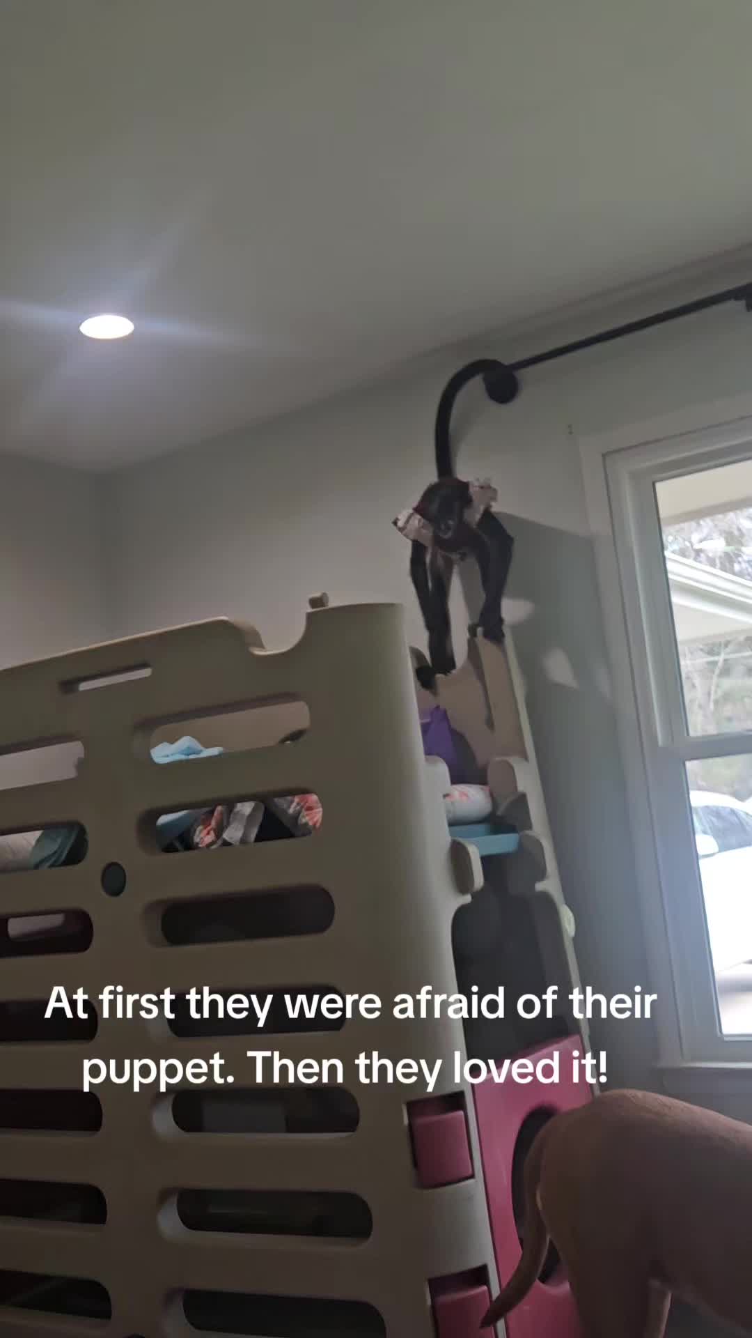@It's🐵Monkey🐵Time🐵