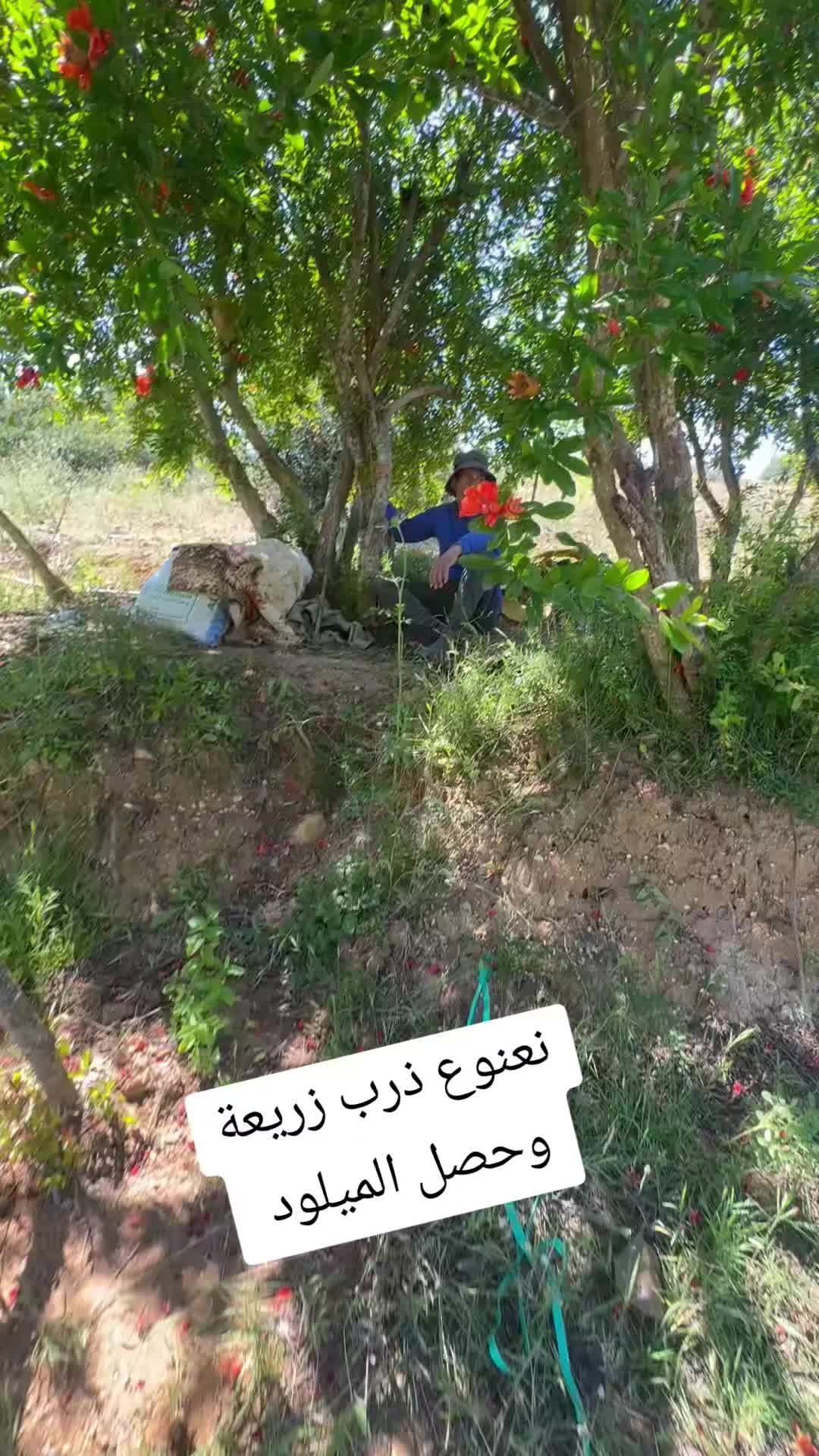 @الحاج نعنوع
