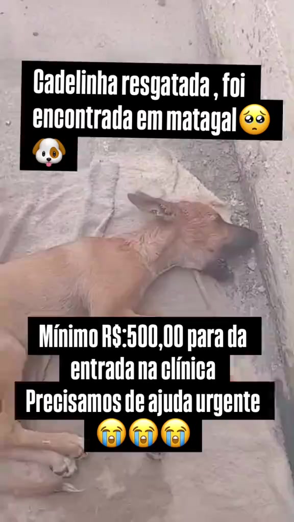 @Proteção Patas