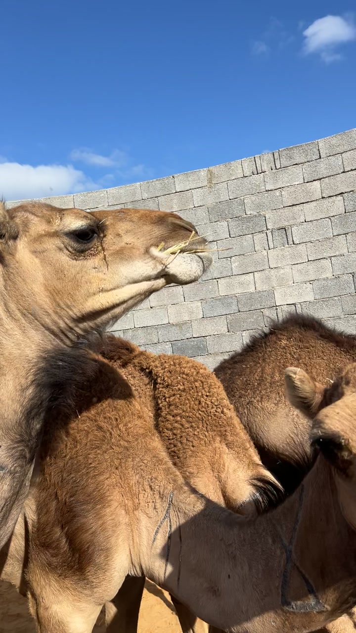 @البوعيشي