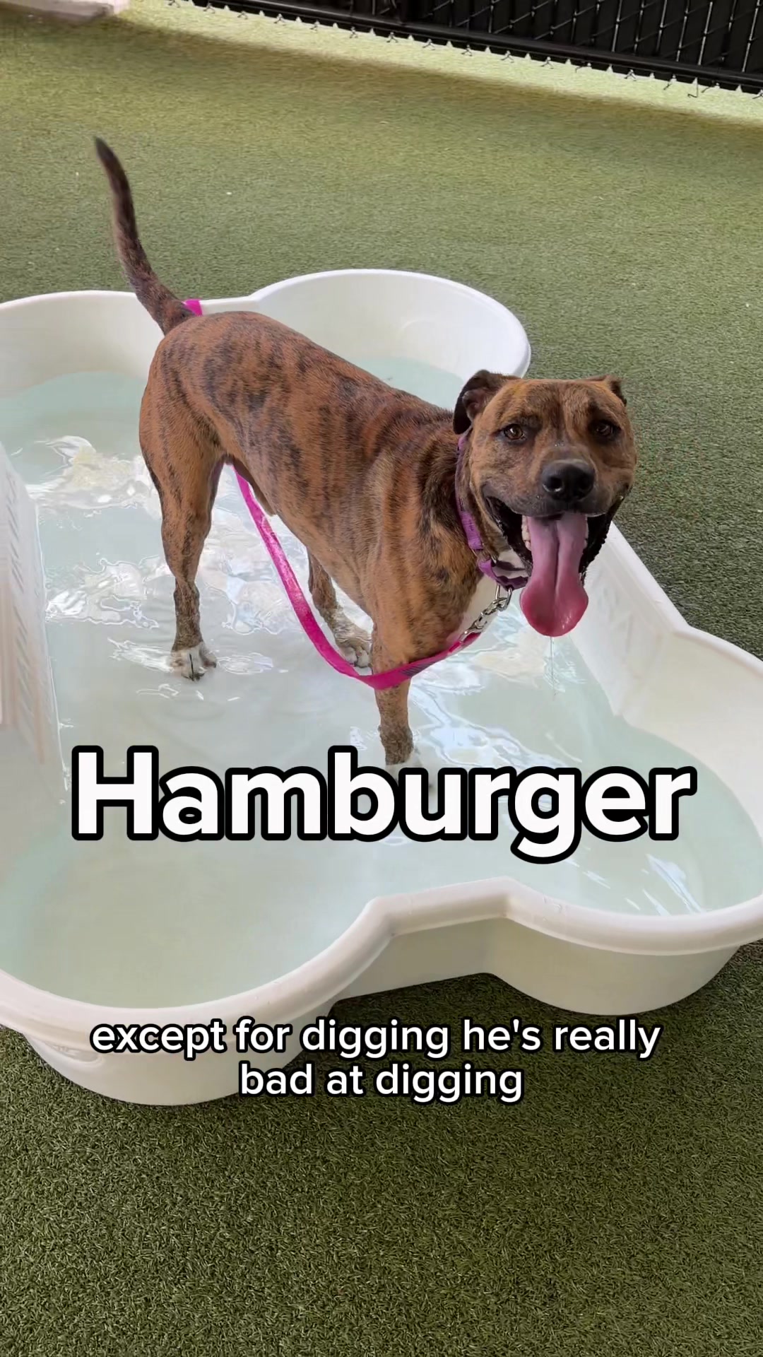 @Seattle Humane