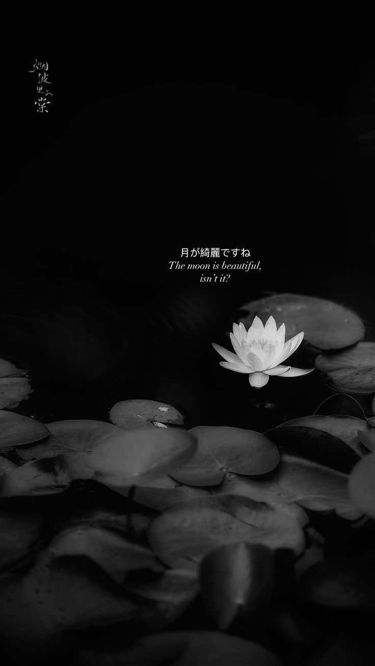 @₊˚꒰🐹꒱‧ 花子 ‧₊ ᵎᵎ 🌸