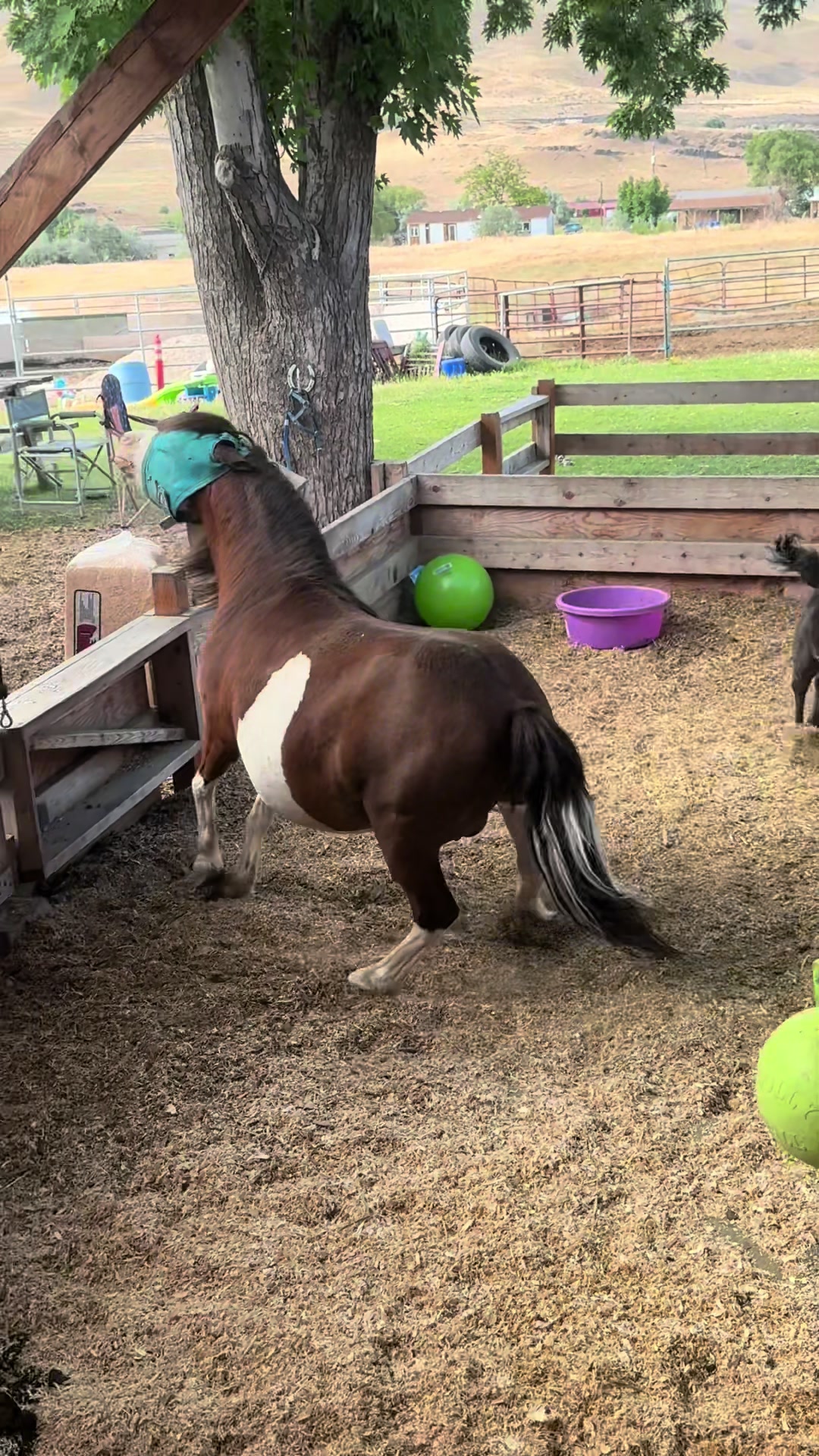 @Hot Sauce the Mini horse 🐎