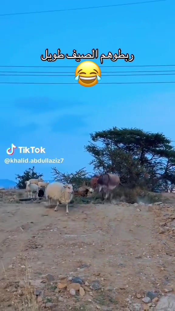 @﮼محمد﮼العتيق﮼وصيف﮼العالم💙