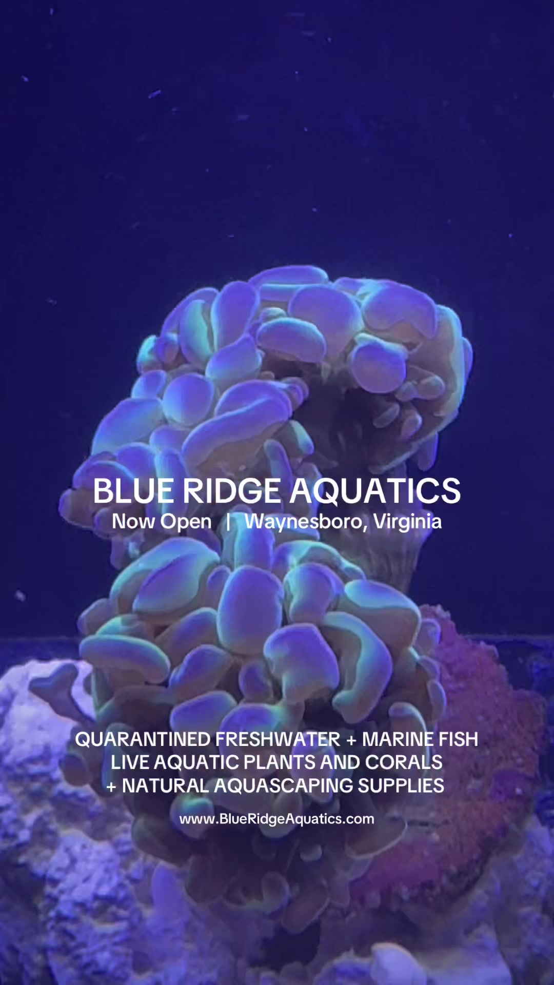 @Blue Ridge Aquatics
