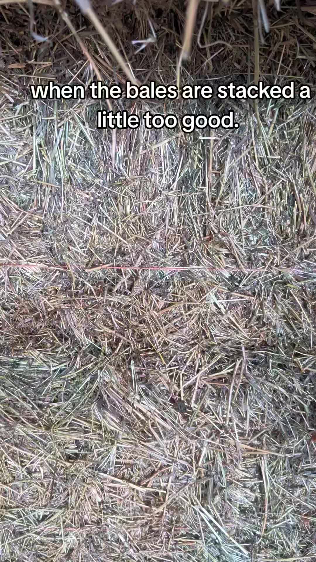 @EquestrianWeirdo