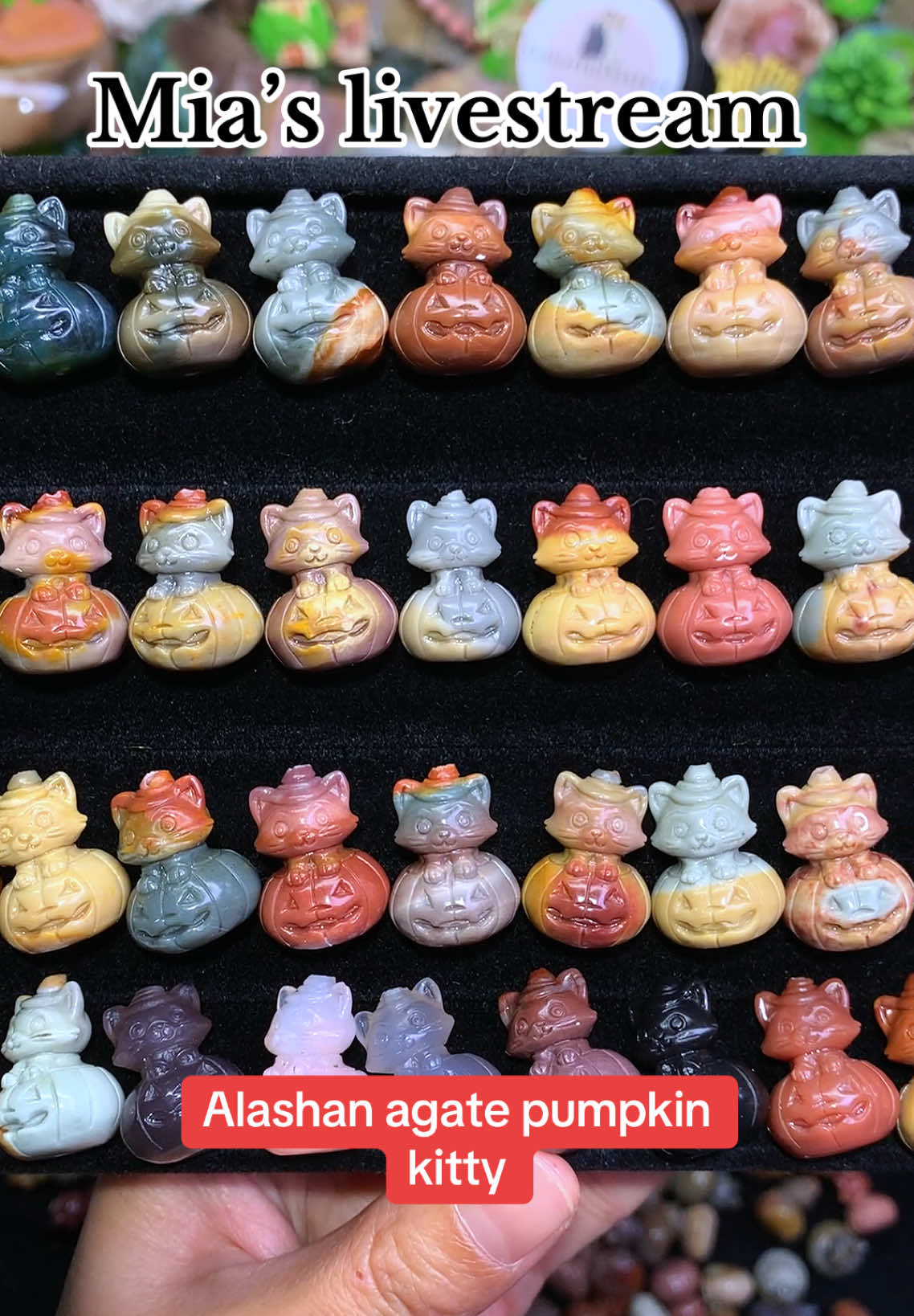 @ColorfulsisterUS