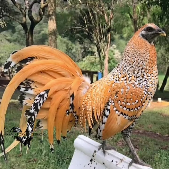 @Gamefowl Story