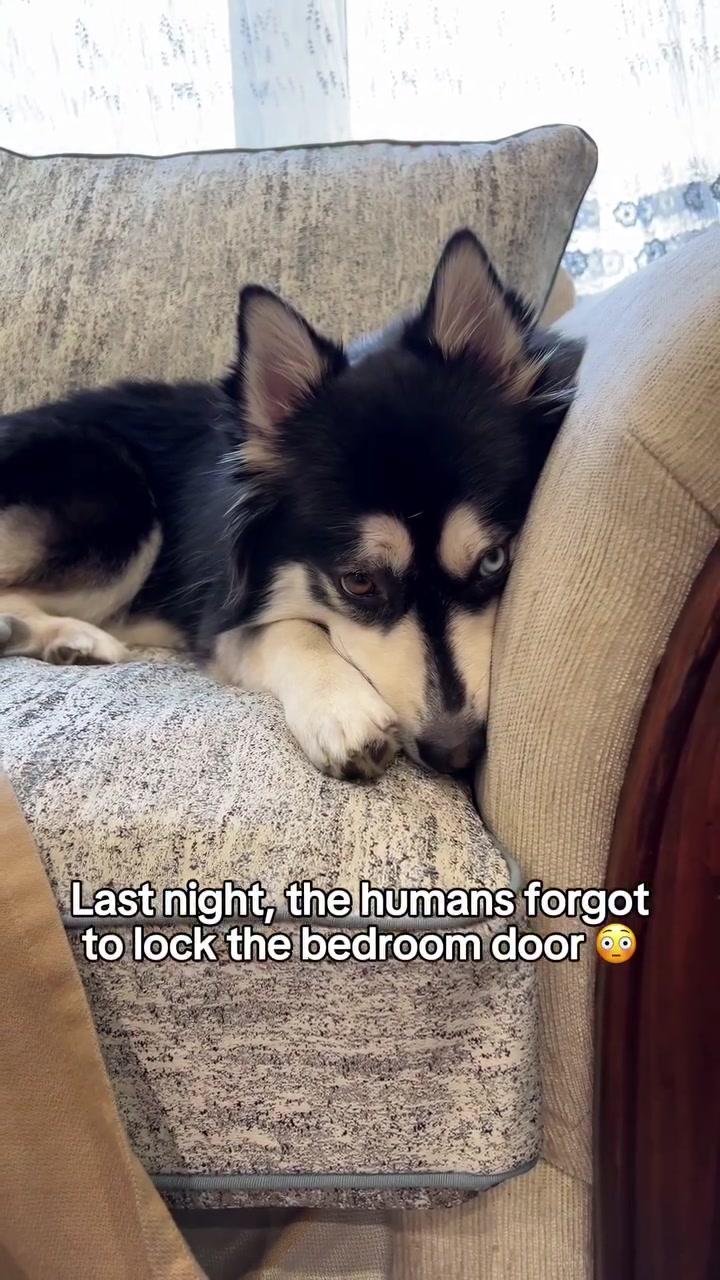 @Zeus the Pomsky🐾