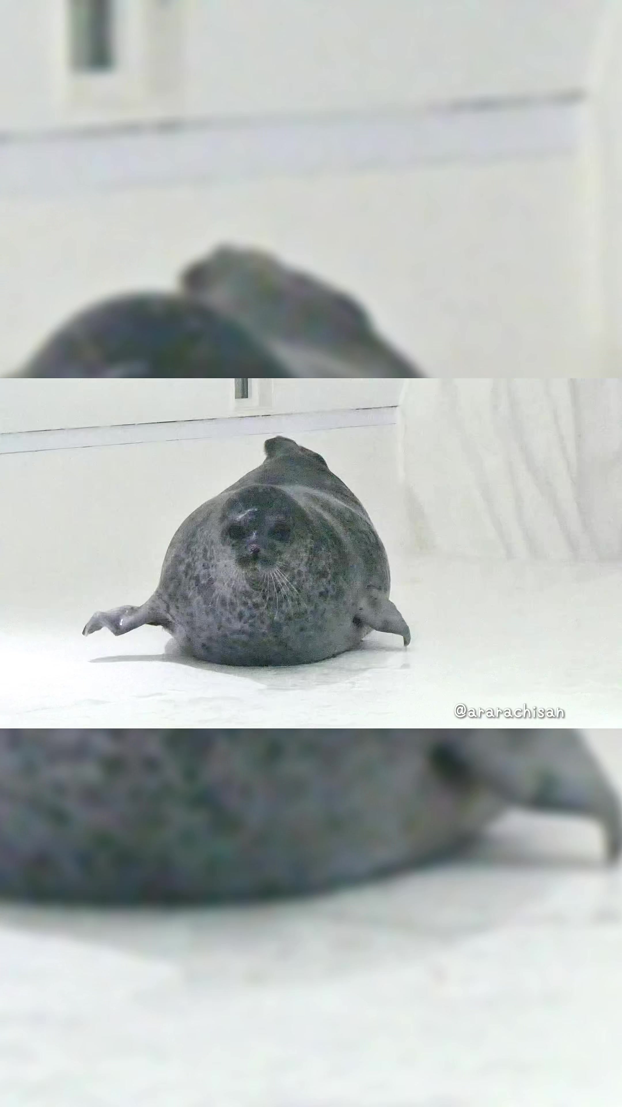 @🦭あららち🦭 | 毎日アザラシ補給