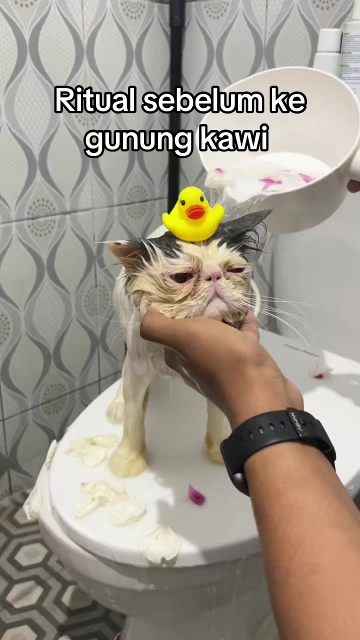 @PETGROW : CAT GROOMING MALANG