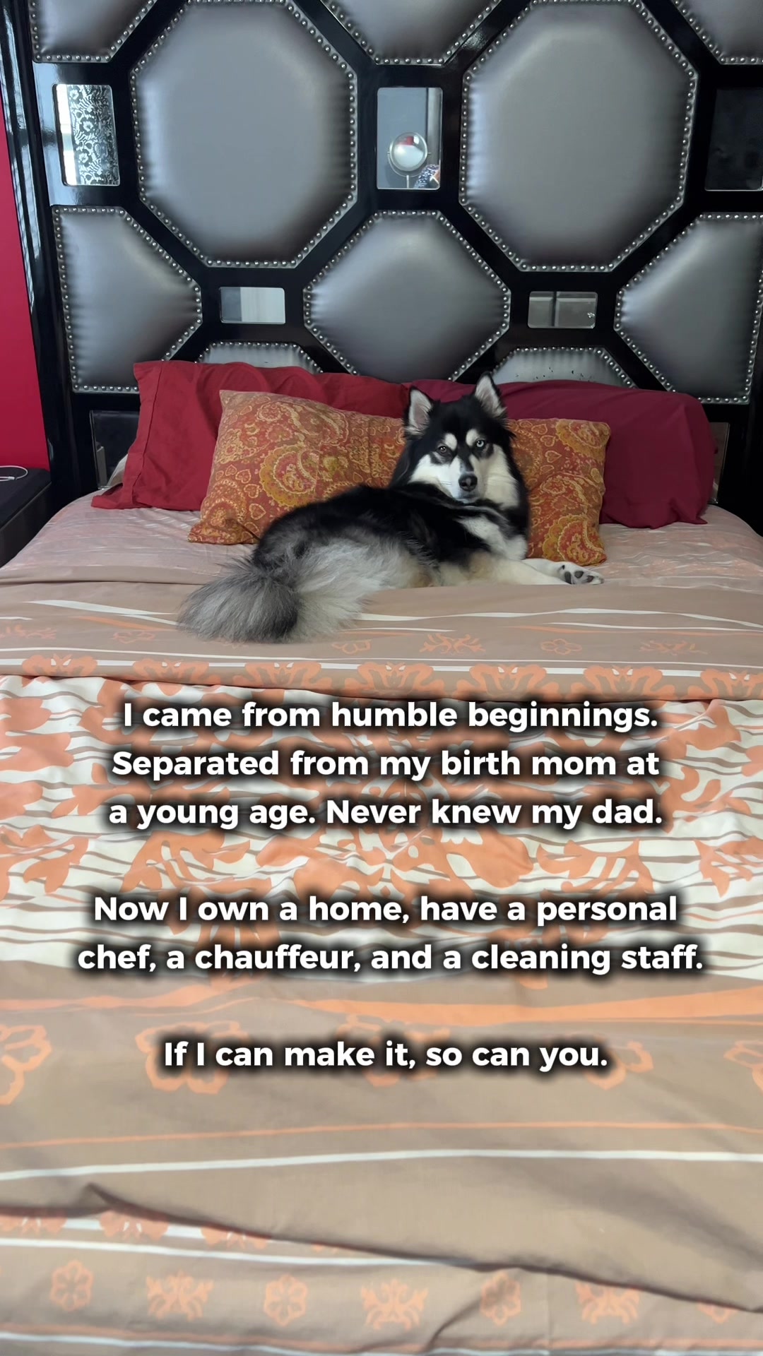 @Zeus the Pomsky🐾