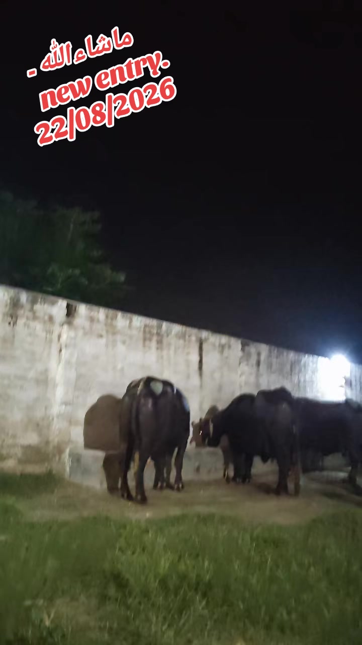 @💖🐄یوسف خان گوندل الہ 💖🐄