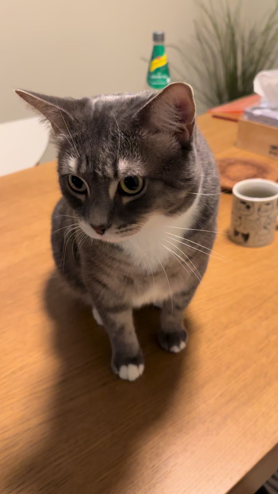 @猫のテツ