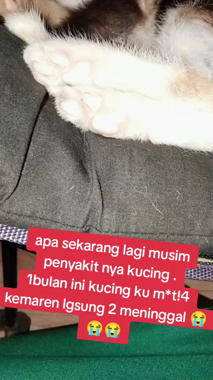 @afifah