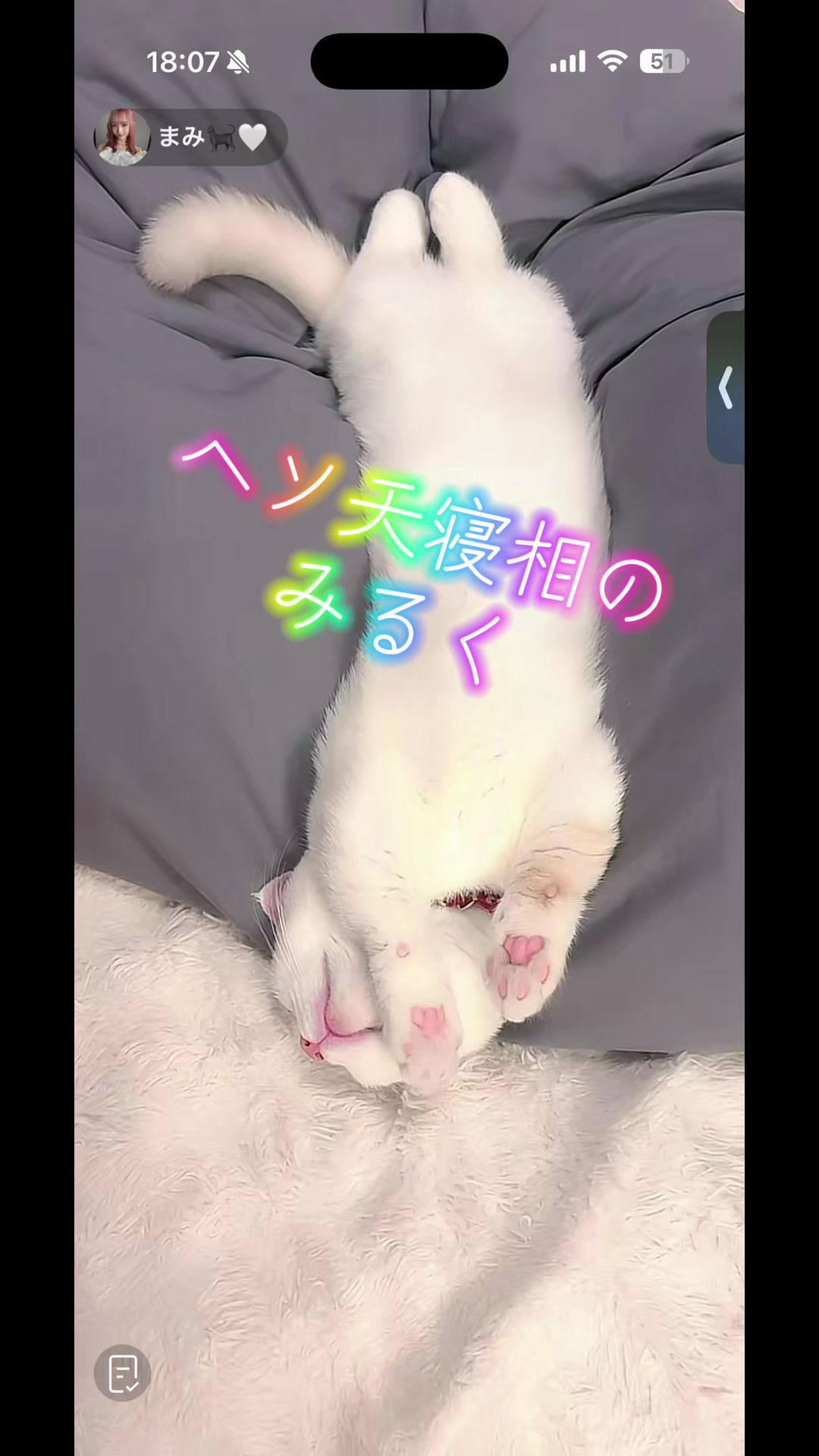 @6.10🎂まみ🐈&zwj;⬛🤍 きなこ🐈&zwj;⬛🤍