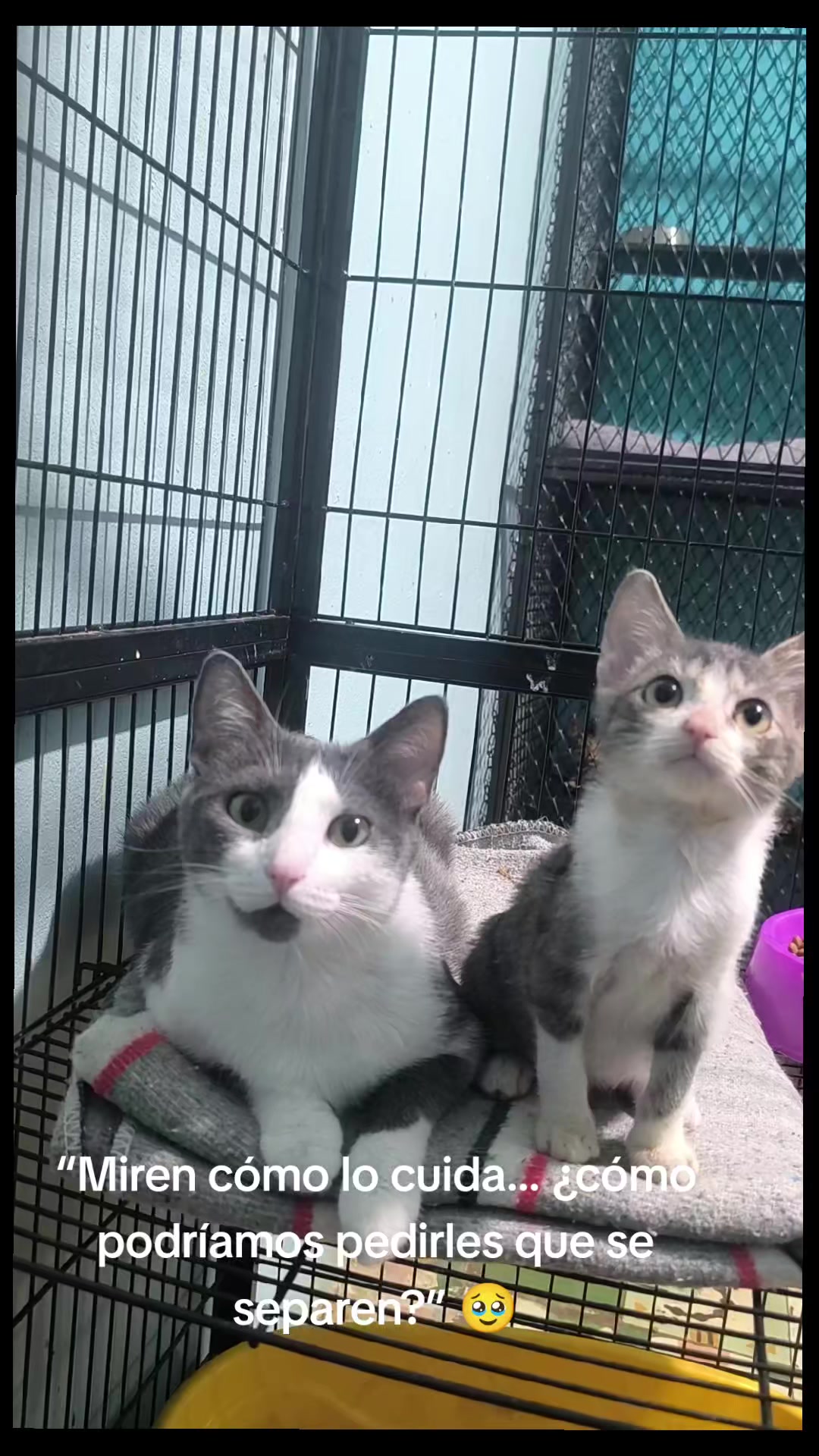 @fundación lazo animal