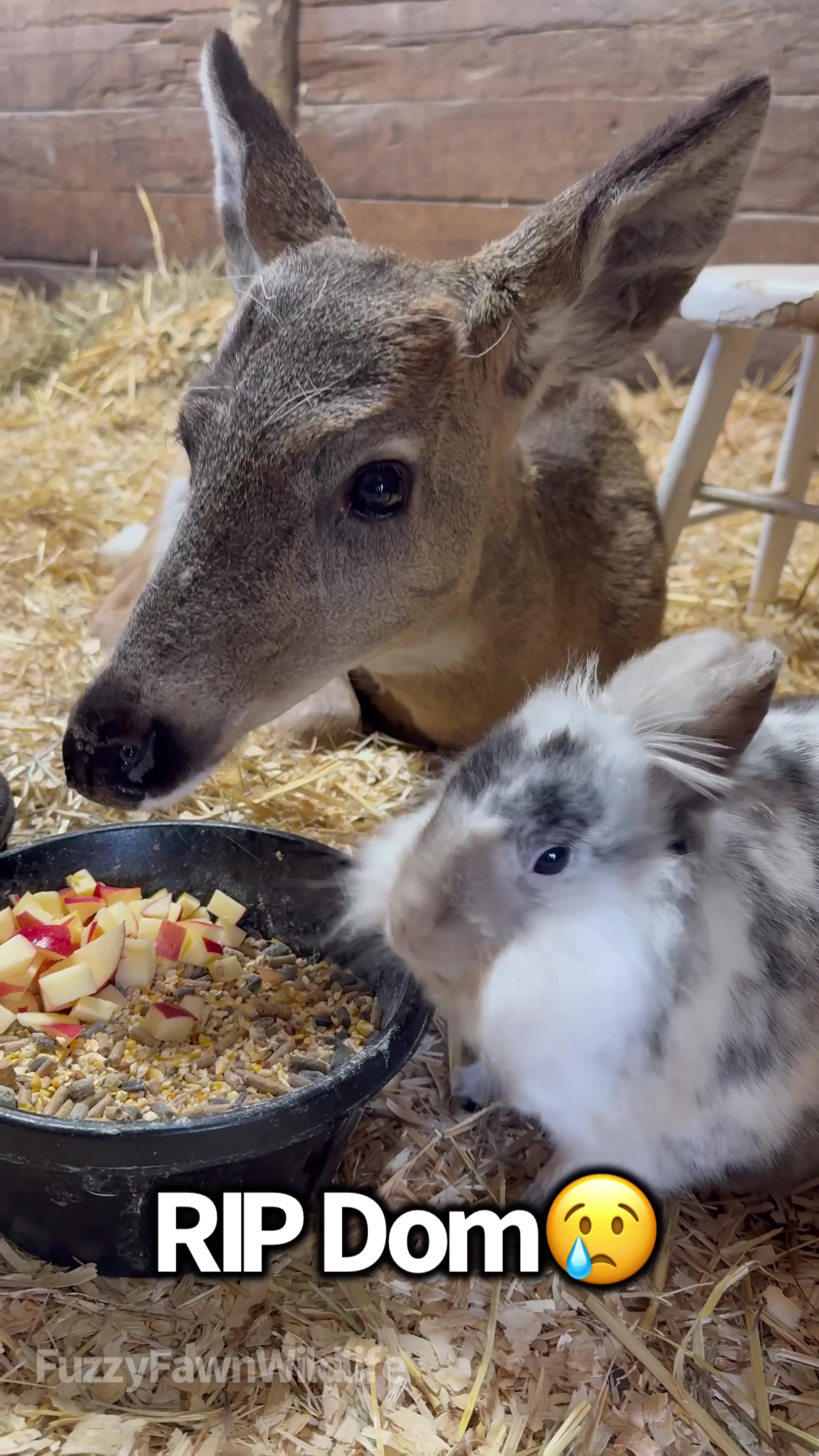 @Fuzzy Fawn Wildlife