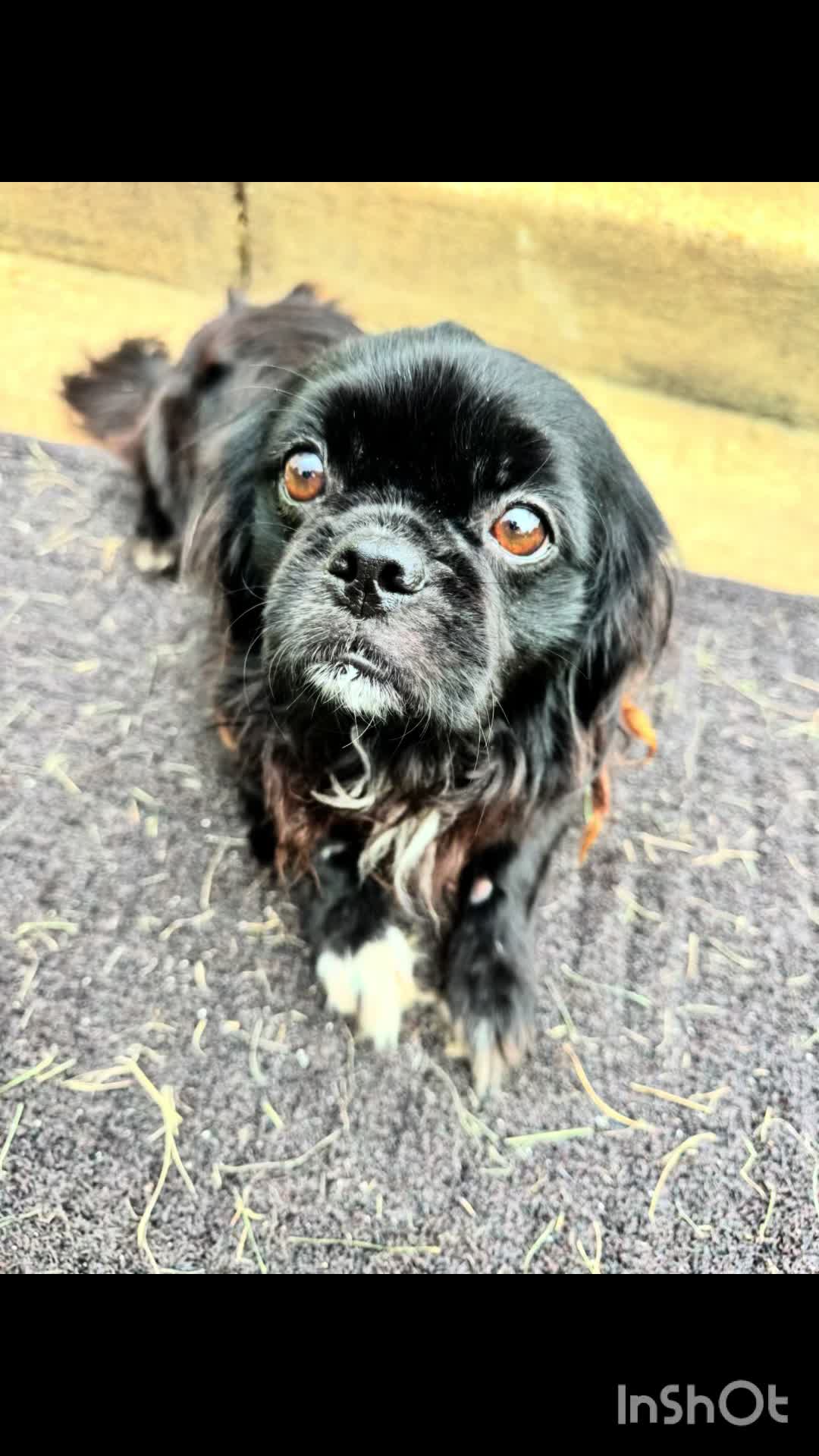 @Paws Deep Animal Rescue