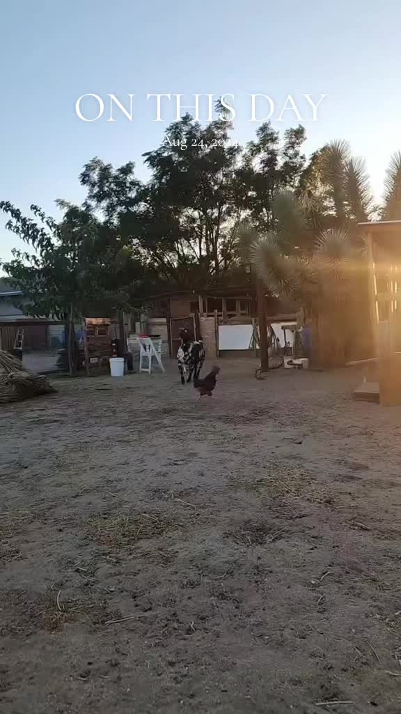 @Nancy | F&N Goat Farm 🐐