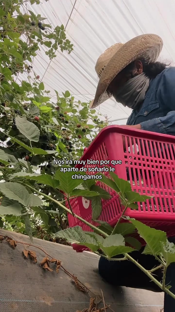 @Lachicadelagro_๐ฉ๐พ๐ฑ