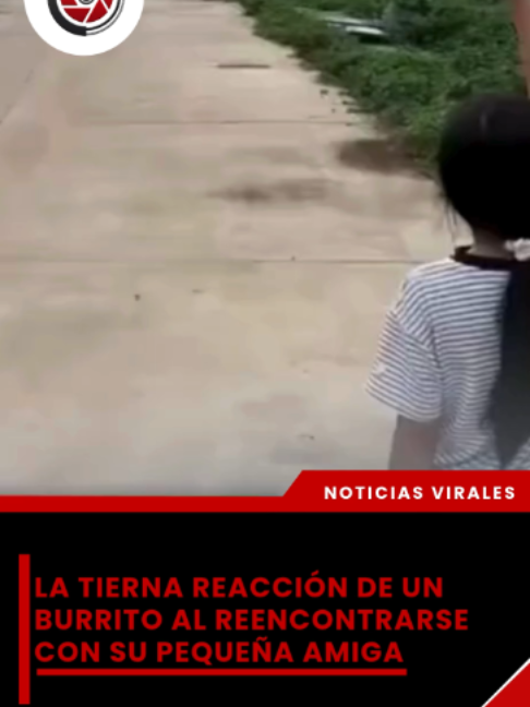 @elveedordigital