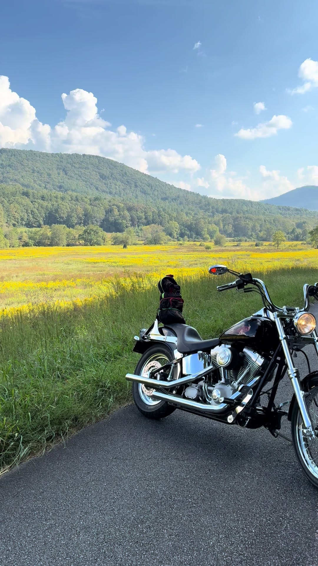 @Harley King