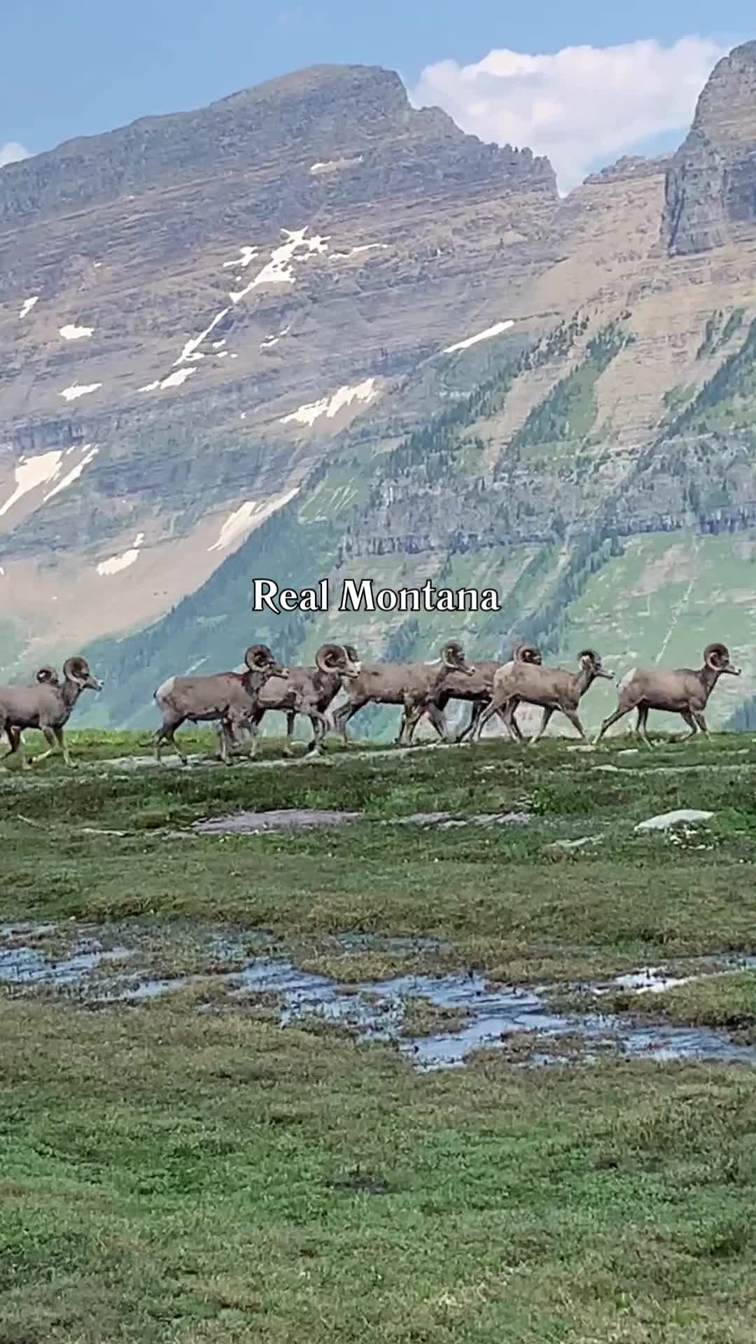 @MontanaMatt