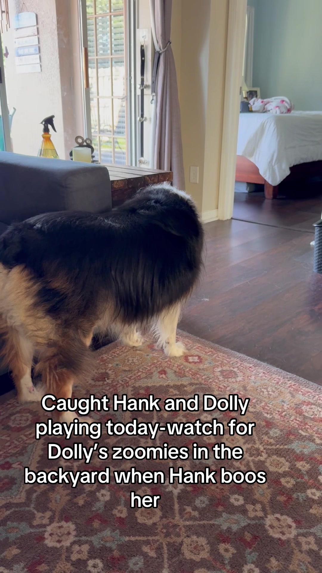 @hankanddollyrescuedogs