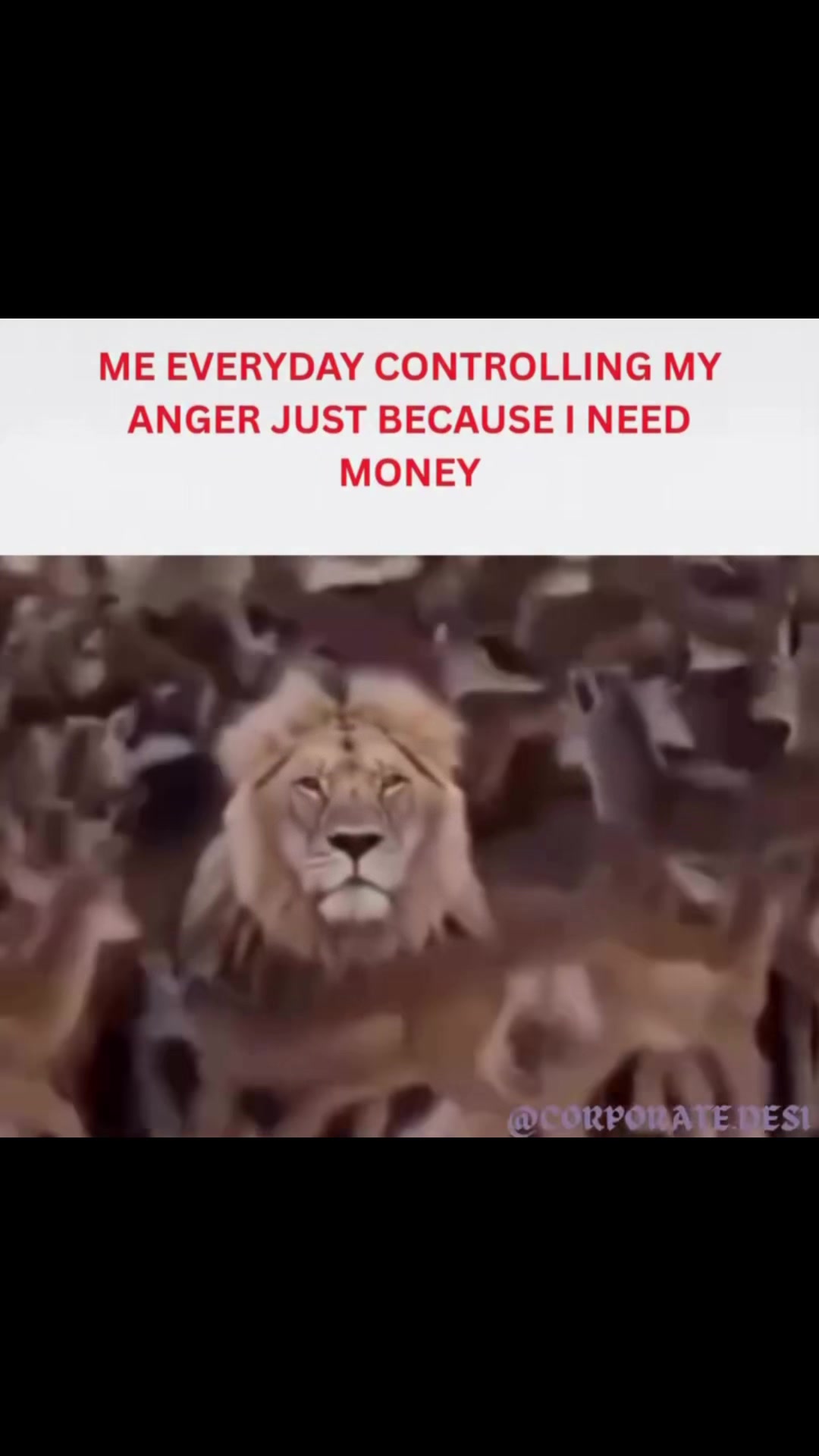 @Ci$qo305