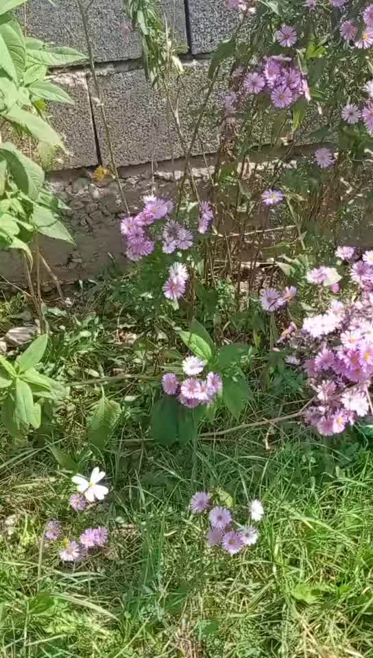 @dılemın