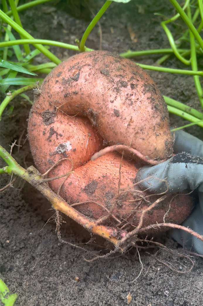 @Gardening4ME