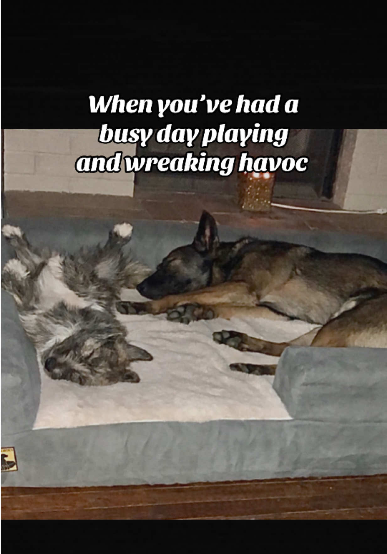 @K9 Dina