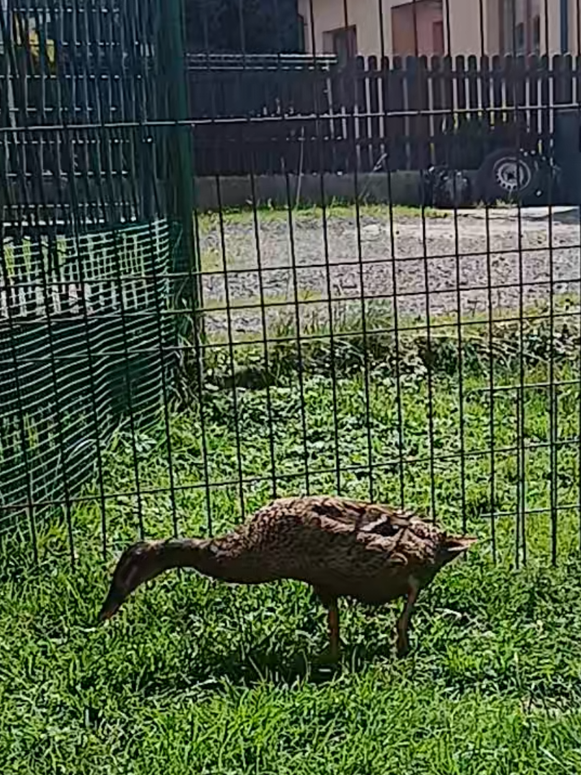 @Kaczogród u Milki🦆🦆🦆🦆