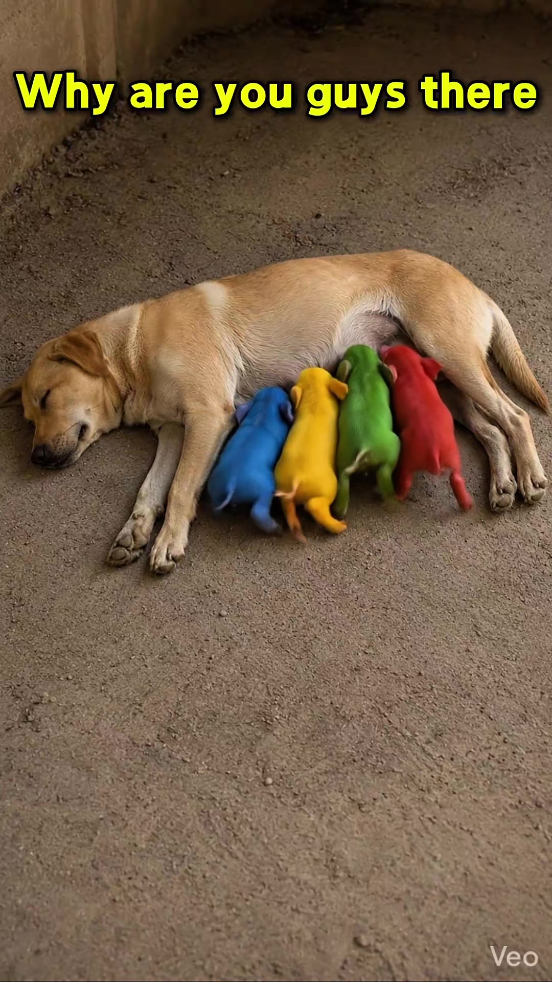@Animal Surprise
