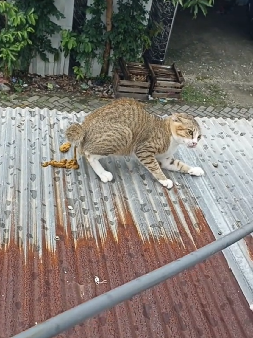 @Random Cat Stuff
