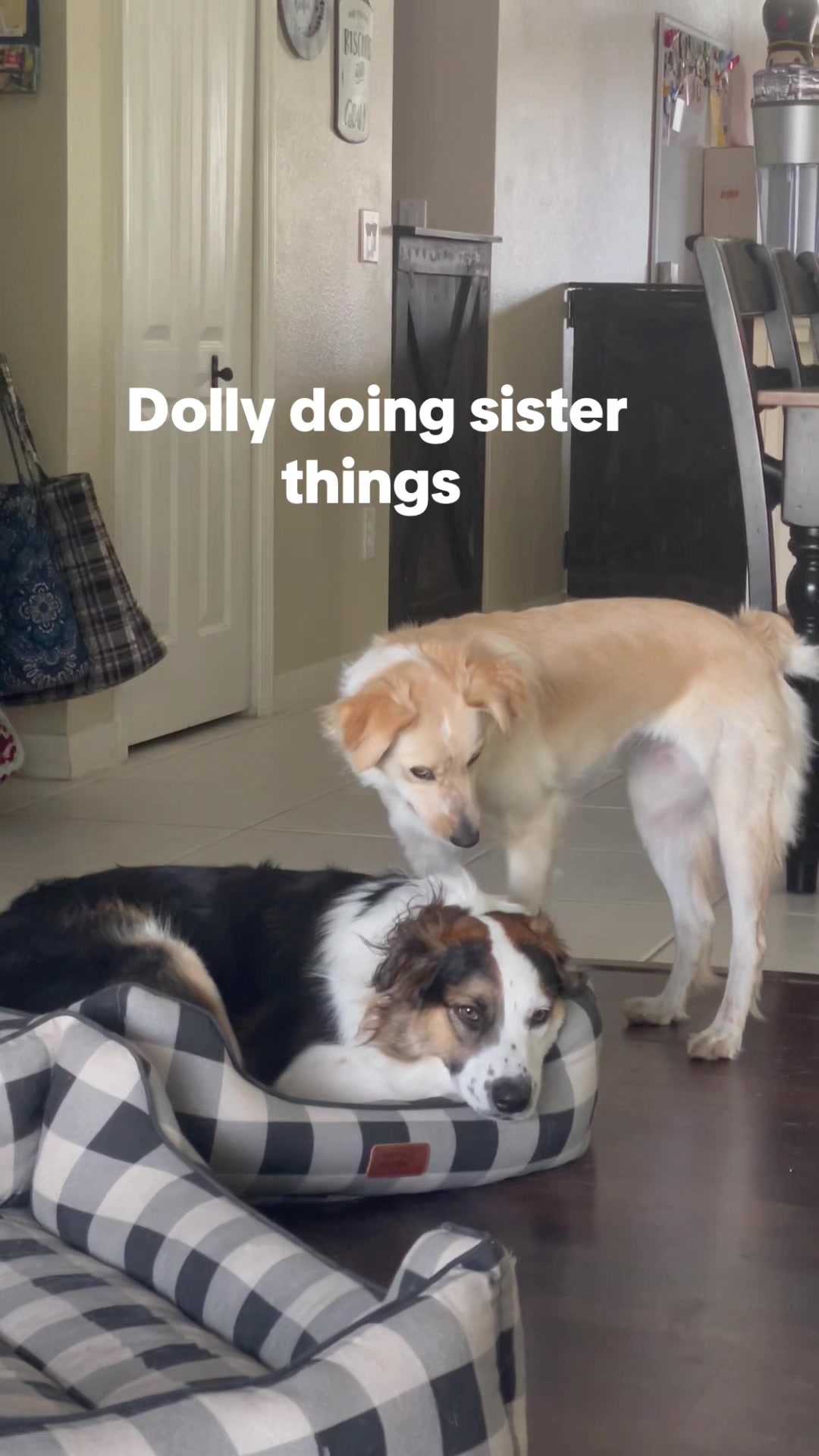 @hankanddollyrescuedogs