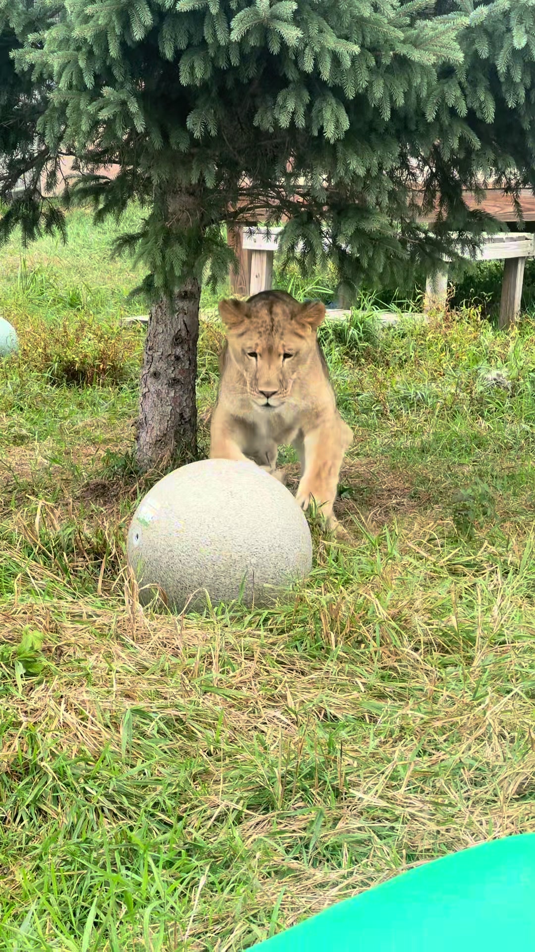 @The Wildcat Sanctuary