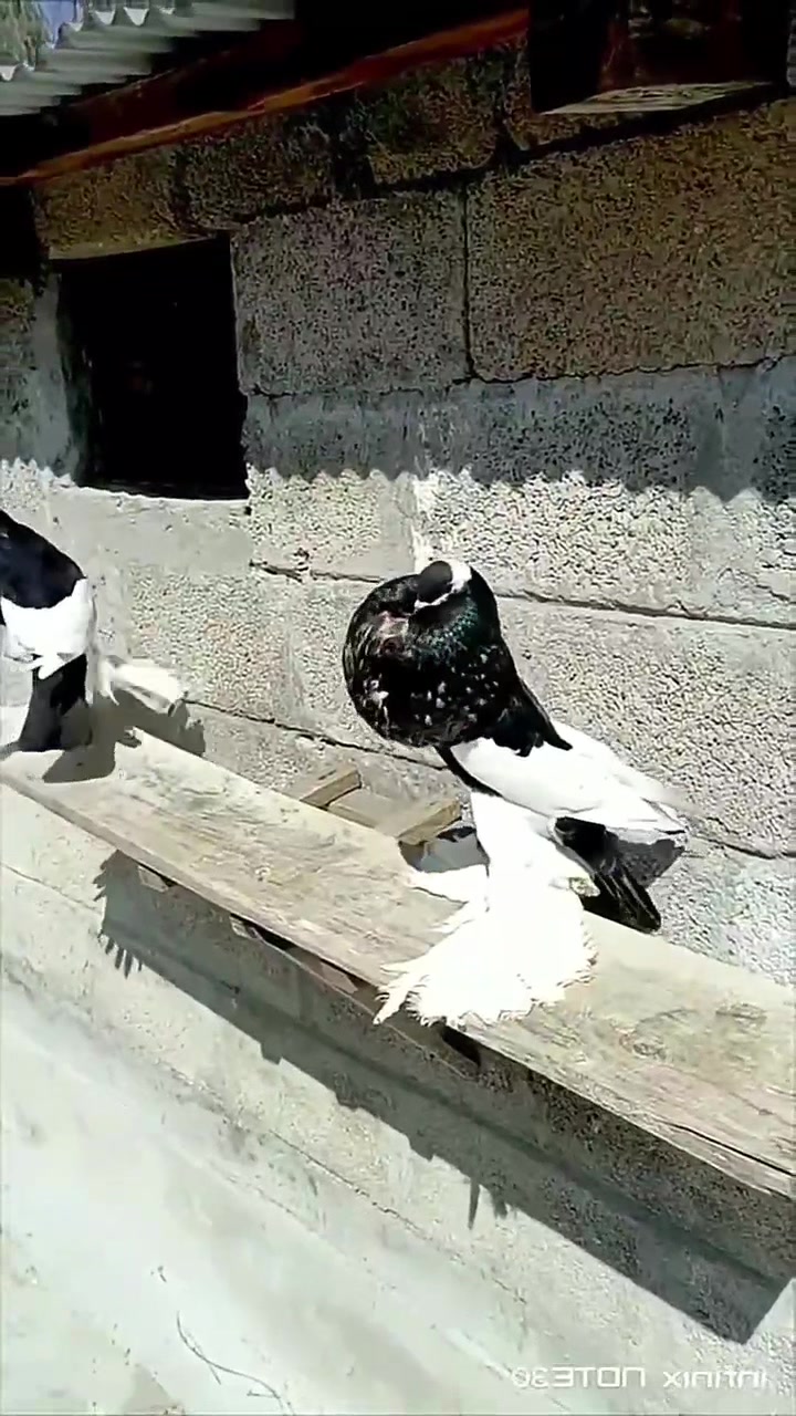@quality.birds.ajk