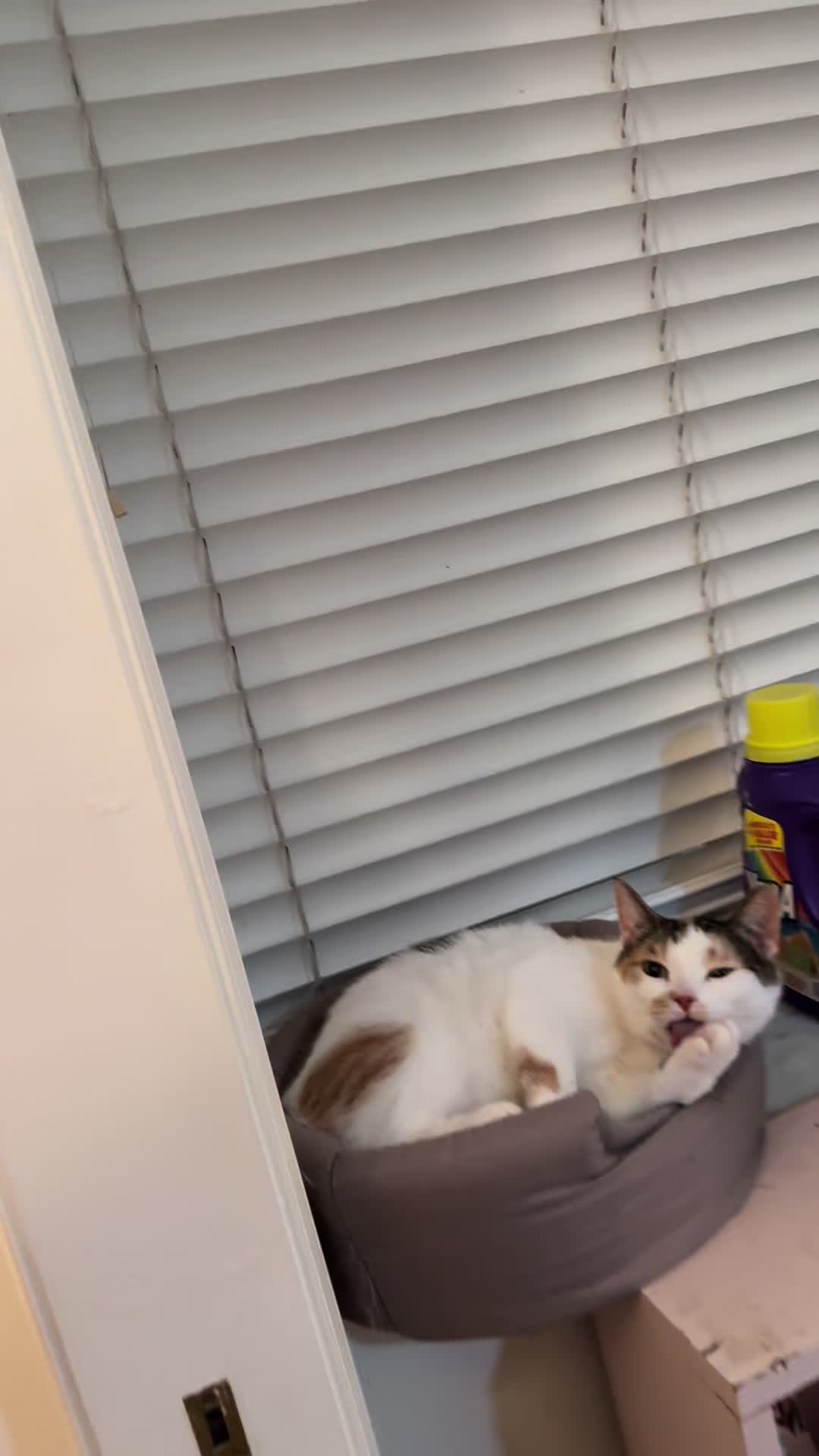 @Tali & Cats