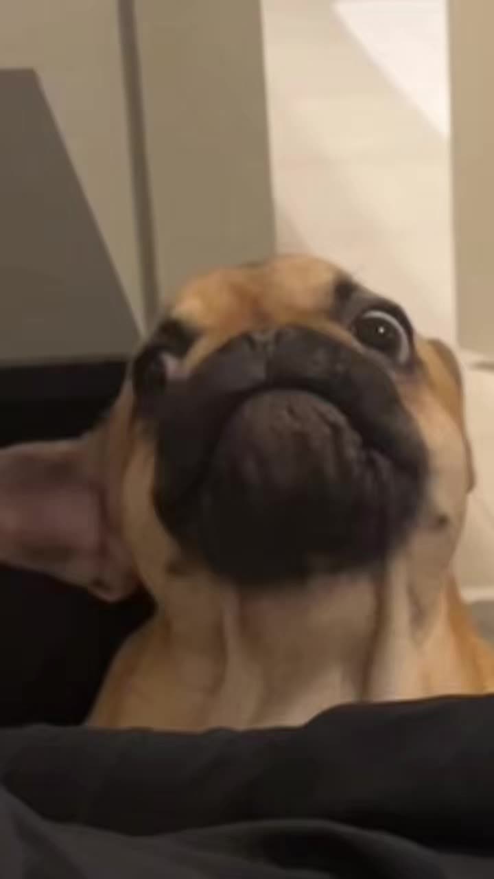 @Archie The Frenchie