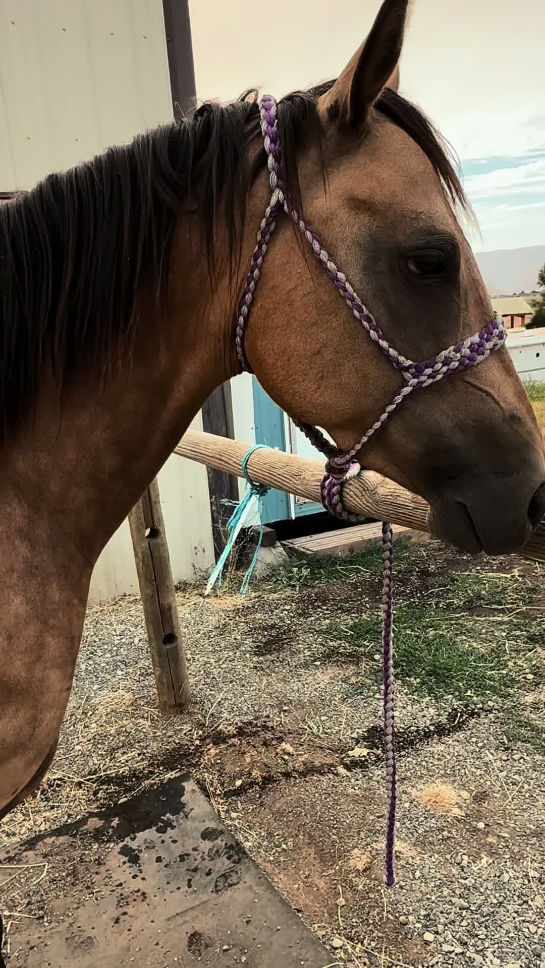 @Cowgirl Tuff Colt Training ❤️