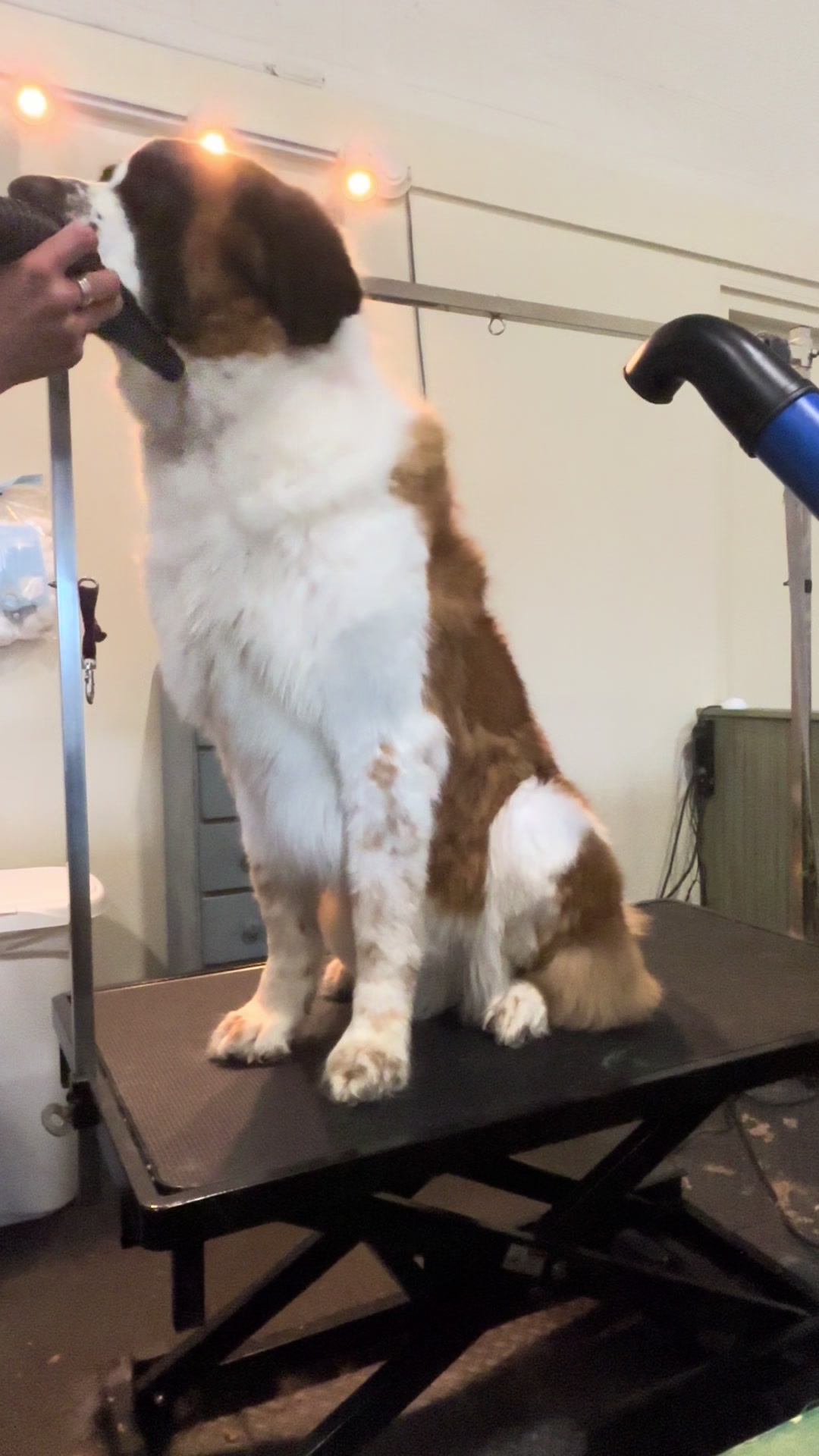 @K-9 Cleaner🐶