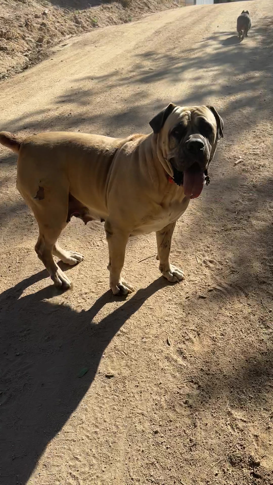 @Bigfoot Boerboels
