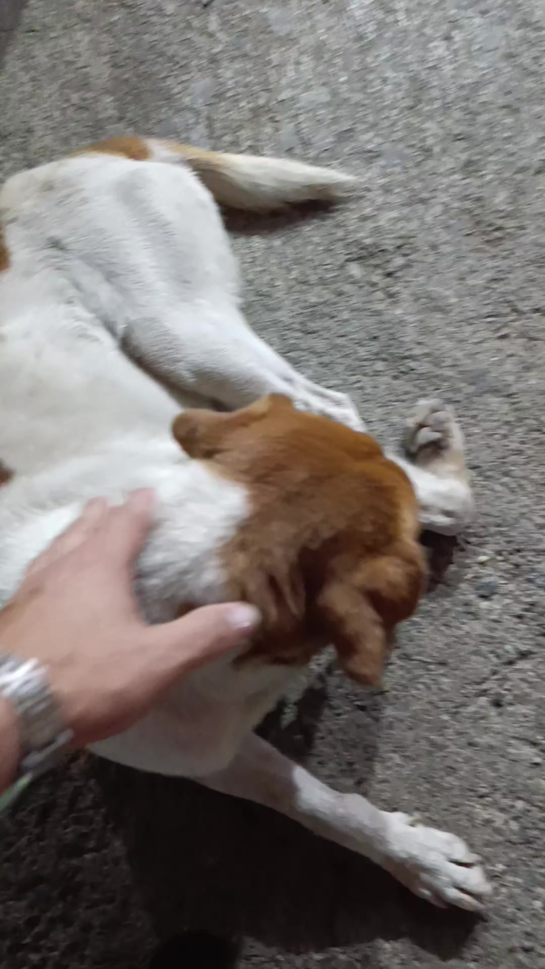 @ruñido