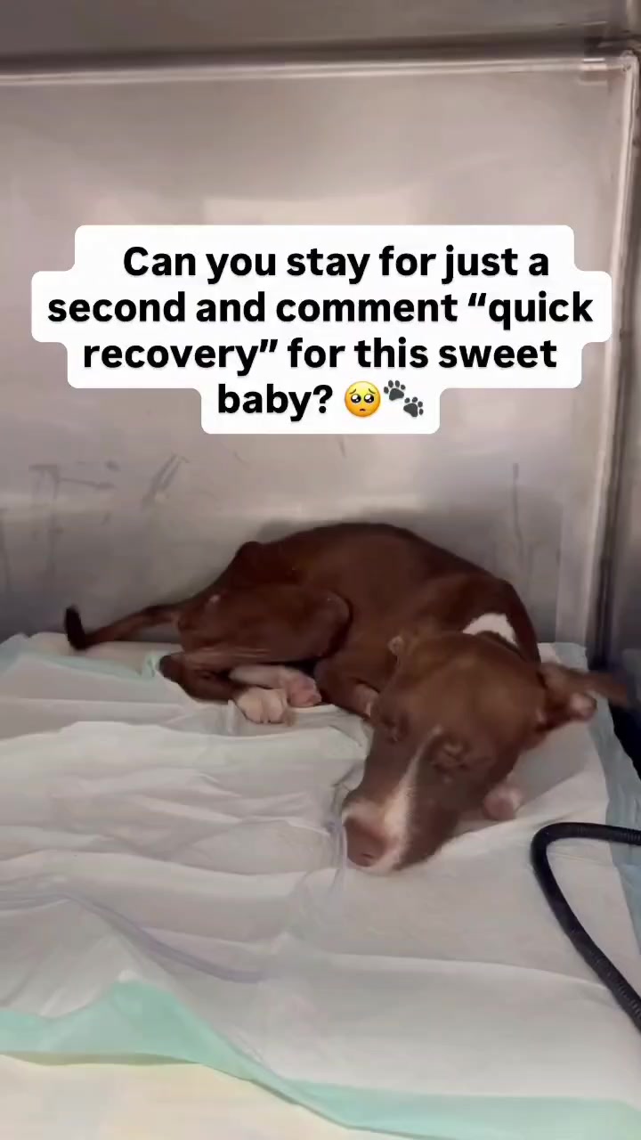 @NewLeashOnLifeRescue